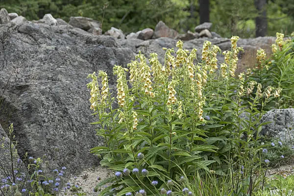 651217 - Large yellow foxglove (Digitalis grandiflora)