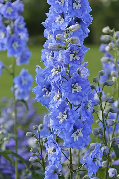 488040 - Larkspur (Delphinium)