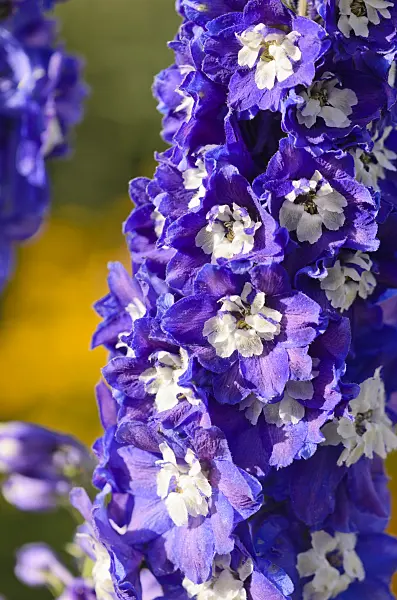 548063 - Larkspur (Delphinium)