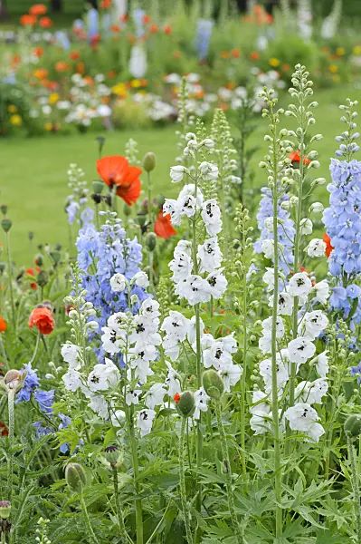 485050 - Larkspur (Delphinium) and poppy (Papaver)