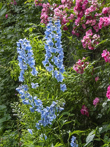 402166 - Larkspur (Delphinium) and rose (Rosa)