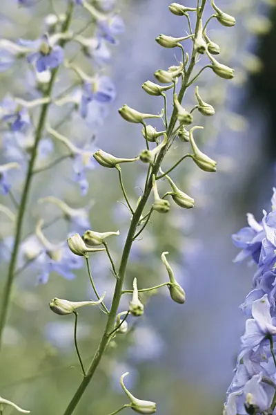 391019 - Larkspur (Delphinium elatum)