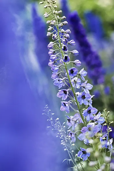 391021 - Larkspur (Delphinium elatum)