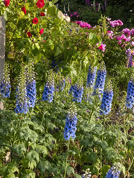 414035 - Larkspur (Delphinium elatum)