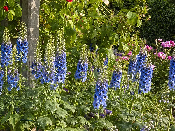 414036 - Larkspur (Delphinium elatum)