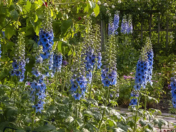 414038 - Larkspur (Delphinium elatum)