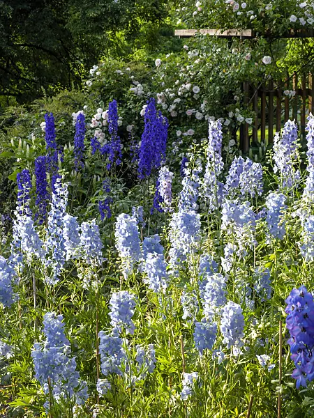 426313 - Larkspur (Delphinium elatum)