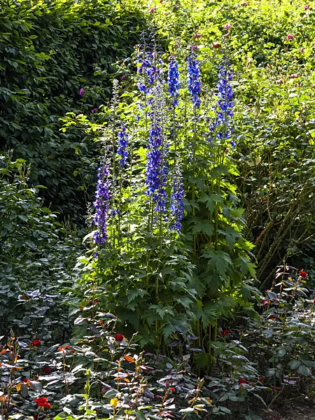 461005 - Larkspur (Delphinium elatum)