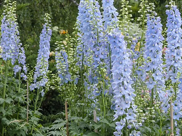 461038 - Larkspur (Delphinium elatum)