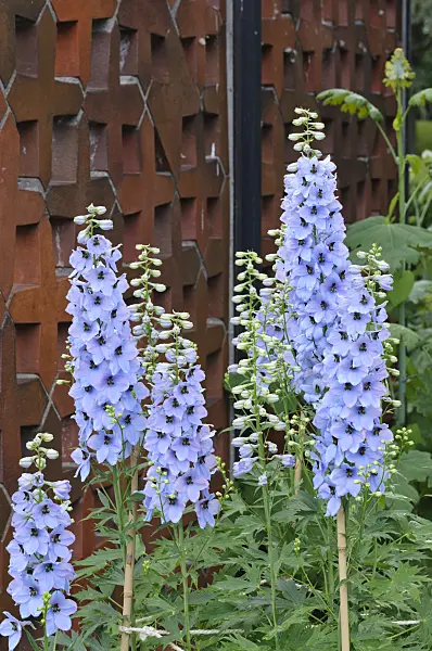 473036 - Larkspur (Delphinium elatum)