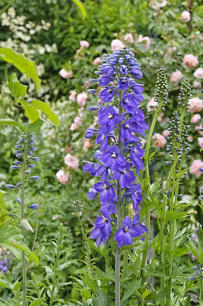 473098 - Larkspur (Delphinium elatum)