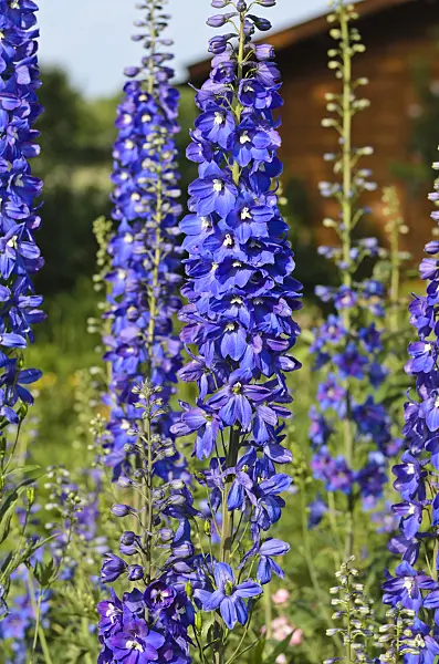497161 - Larkspur (Delphinium elatum)
