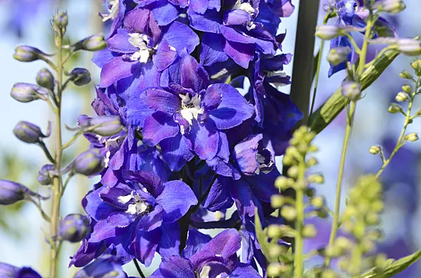 497162 - Larkspur (Delphinium elatum)