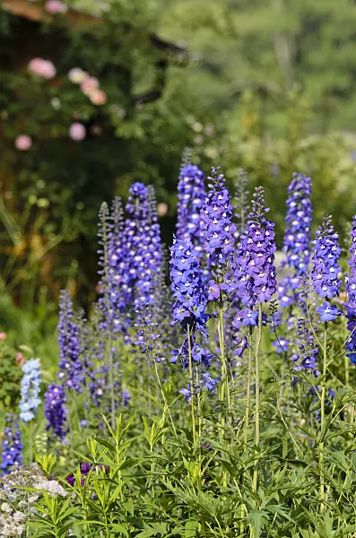 497164 - Larkspur (Delphinium elatum)