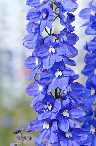 497168 - Larkspur (Delphinium elatum)