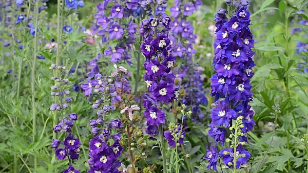 497185 - Larkspur (Delphinium elatum)
