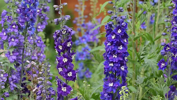 497186 - Larkspur (Delphinium elatum)