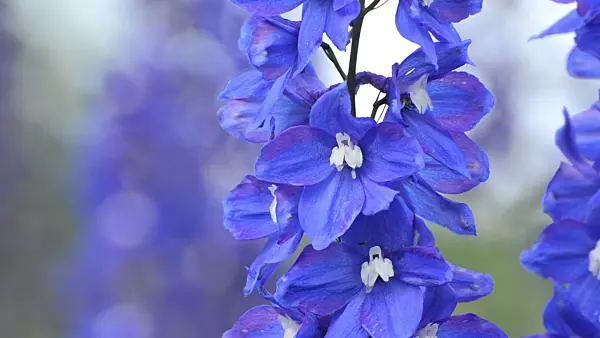 497187 - Larkspur (Delphinium elatum)