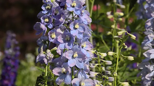 497207 - Larkspur (Delphinium elatum)
