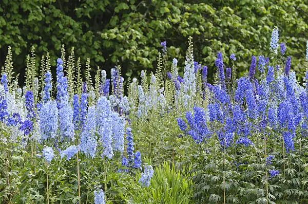 497255 - Larkspur (Delphinium elatum)