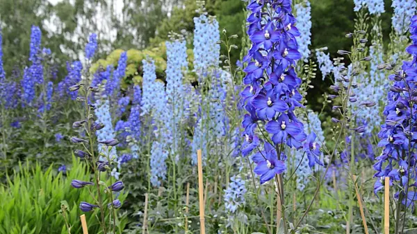 497266 - Larkspur (Delphinium elatum)