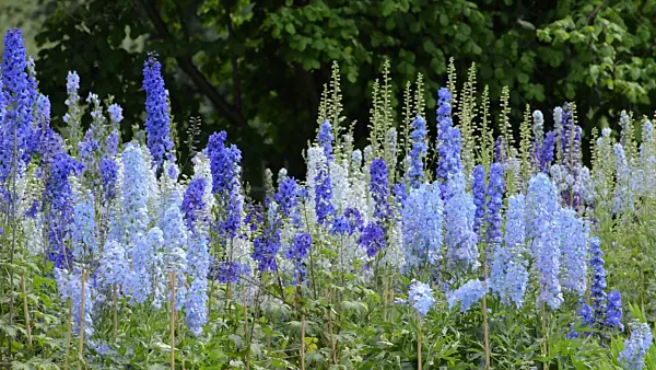 497267 - Larkspur (Delphinium elatum)