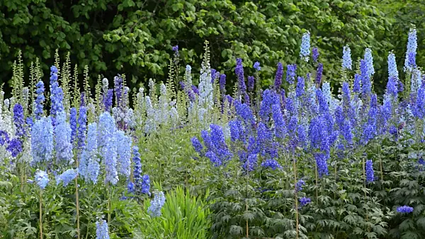 497268 - Larkspur (Delphinium elatum)