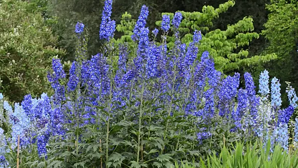 497273 - Larkspur (Delphinium elatum)