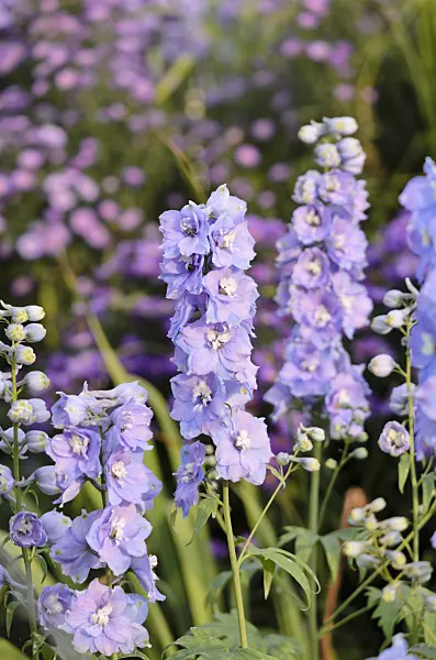 525157 - Larkspur (Delphinium elatum)