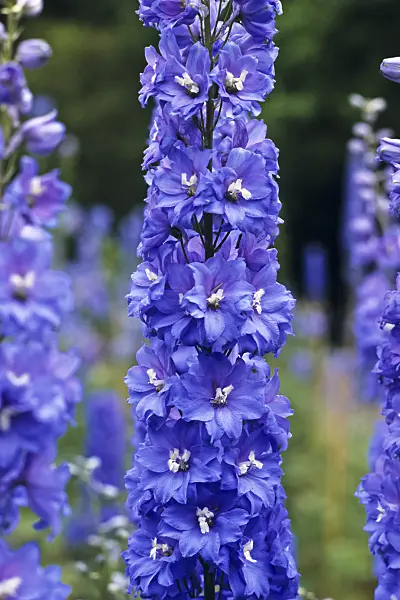 391049 - Larkspur (Delphinium elatum 'Abgesang')
