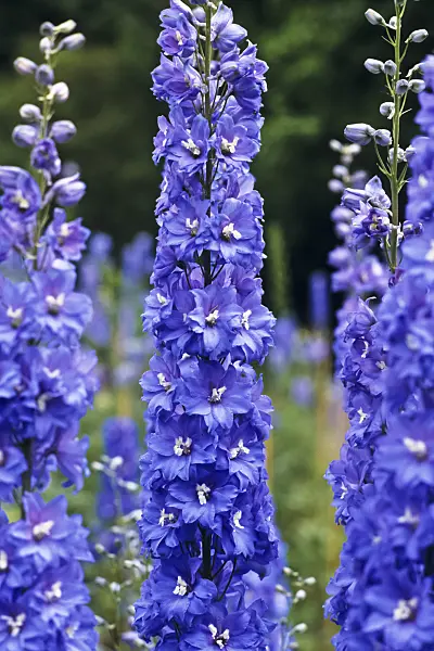 391050 - Larkspur (Delphinium elatum 'Abgesang')