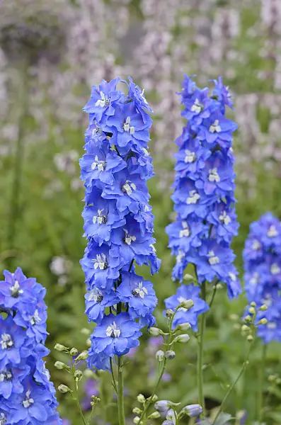 545166 - Larkspur (Delphinium elatum 'Adria')