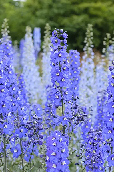 485136 - Larkspur (Delphinium elatum 'Alpenbote')