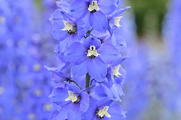 485137 - Larkspur (Delphinium elatum 'Alpenbote')