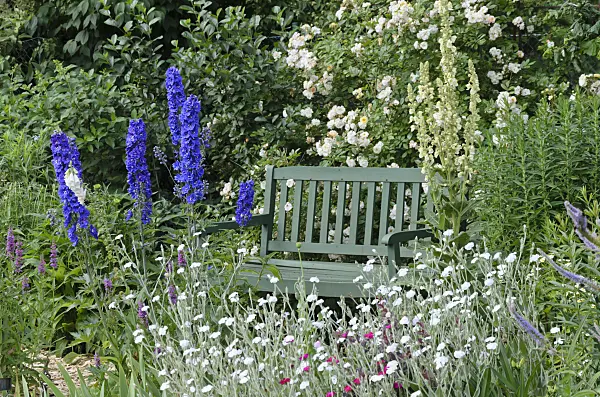 534039 - Larkspur (Delphinium elatum) and crown pink (Lychnis coronaria 'Alba' syn. Silene coronaria 'Alba') in front of a garden bench