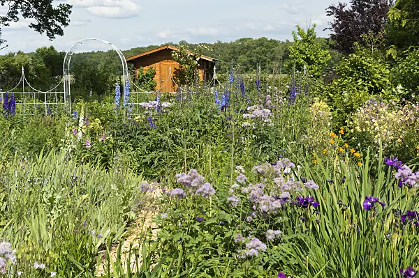 509041 - Larkspur (Delphinium elatum) and meadow rue (Thalictrum)
