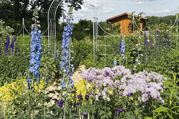 509042 - Larkspur (Delphinium elatum) and meadow rue (Thalictrum)