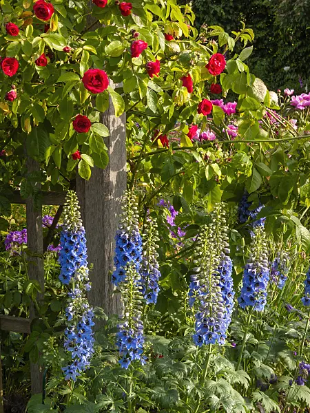 414039 - Larkspur (Delphinium elatum) and rose (Rosa)