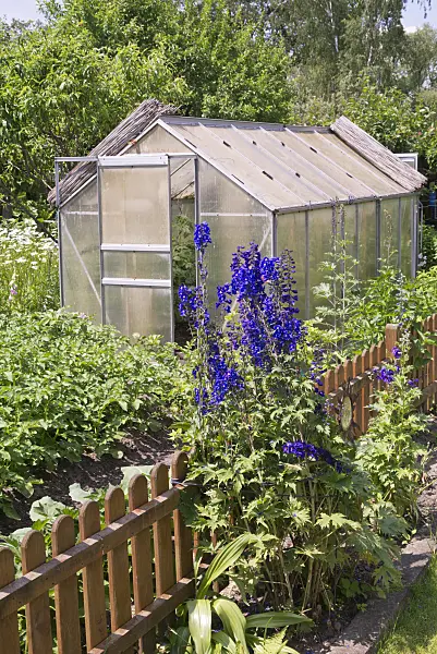 572106 - Larkspur (Delphinium elatum) at a greenhouse