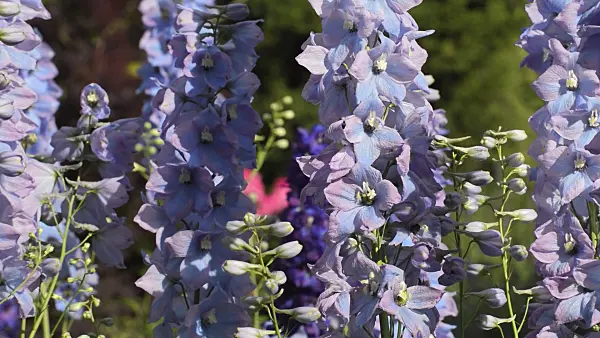 509113 - Larkspur (Delphinium elatum 'Augenweide')