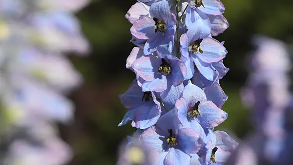 509114 - Larkspur (Delphinium elatum 'Augenweide')