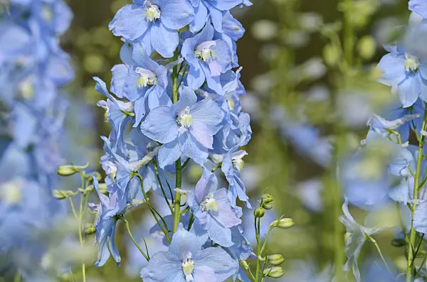 499156 - Larkspur (Delphinium elatum 'Berghimmel')