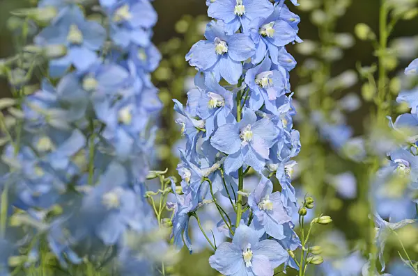 499157 - Larkspur (Delphinium elatum 'Berghimmel')