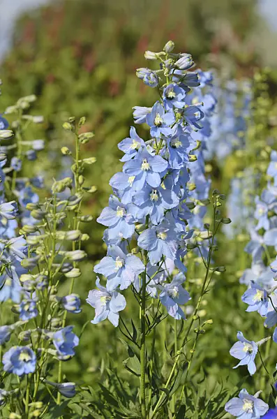 499158 - Larkspur (Delphinium elatum 'Berghimmel')