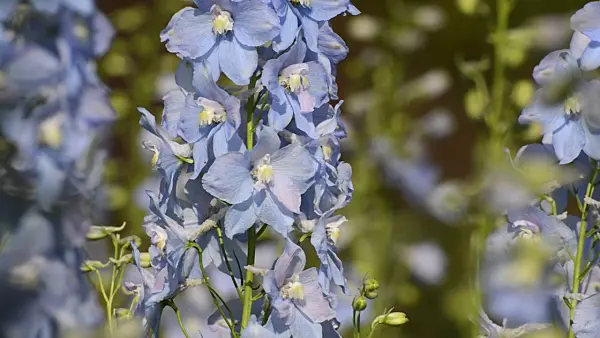 499172 - Larkspur (Delphinium elatum 'Berghimmel')