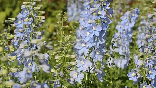 499173 - Larkspur (Delphinium elatum 'Berghimmel')