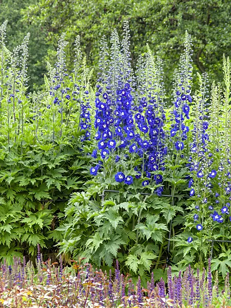 426163 - Larkspur (Delphinium elatum 'Blue Bird')