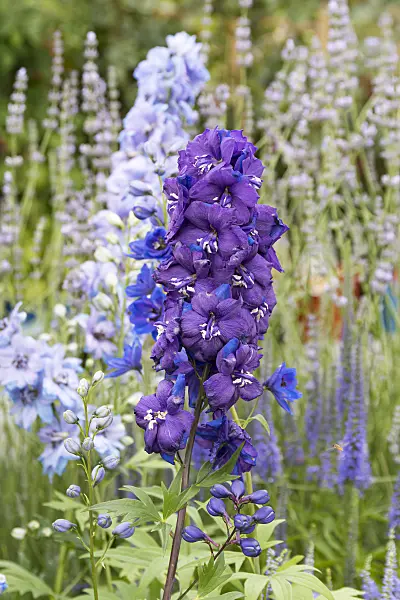 651210 - Larkspur (Delphinium elatum 'Christel')
