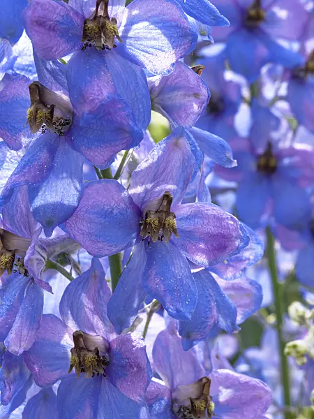 438298 - Larkspur (Delphinium elatum 'Dämmerung')