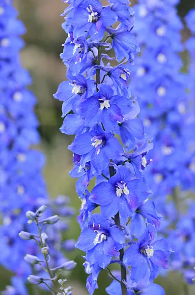 548094 - Larkspur (Delphinium elatum 'Fernzünder')